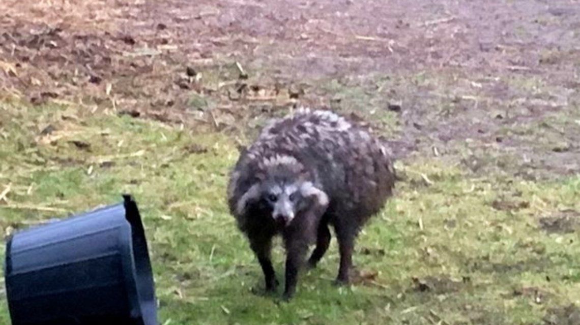 puedes tener un perro mapache como mascota