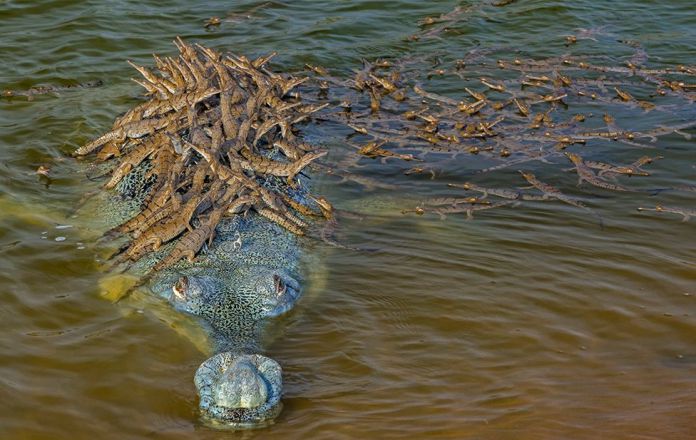 Captan imagen de un cocodrilo en peligro de extinción con más de 100 crías  encima